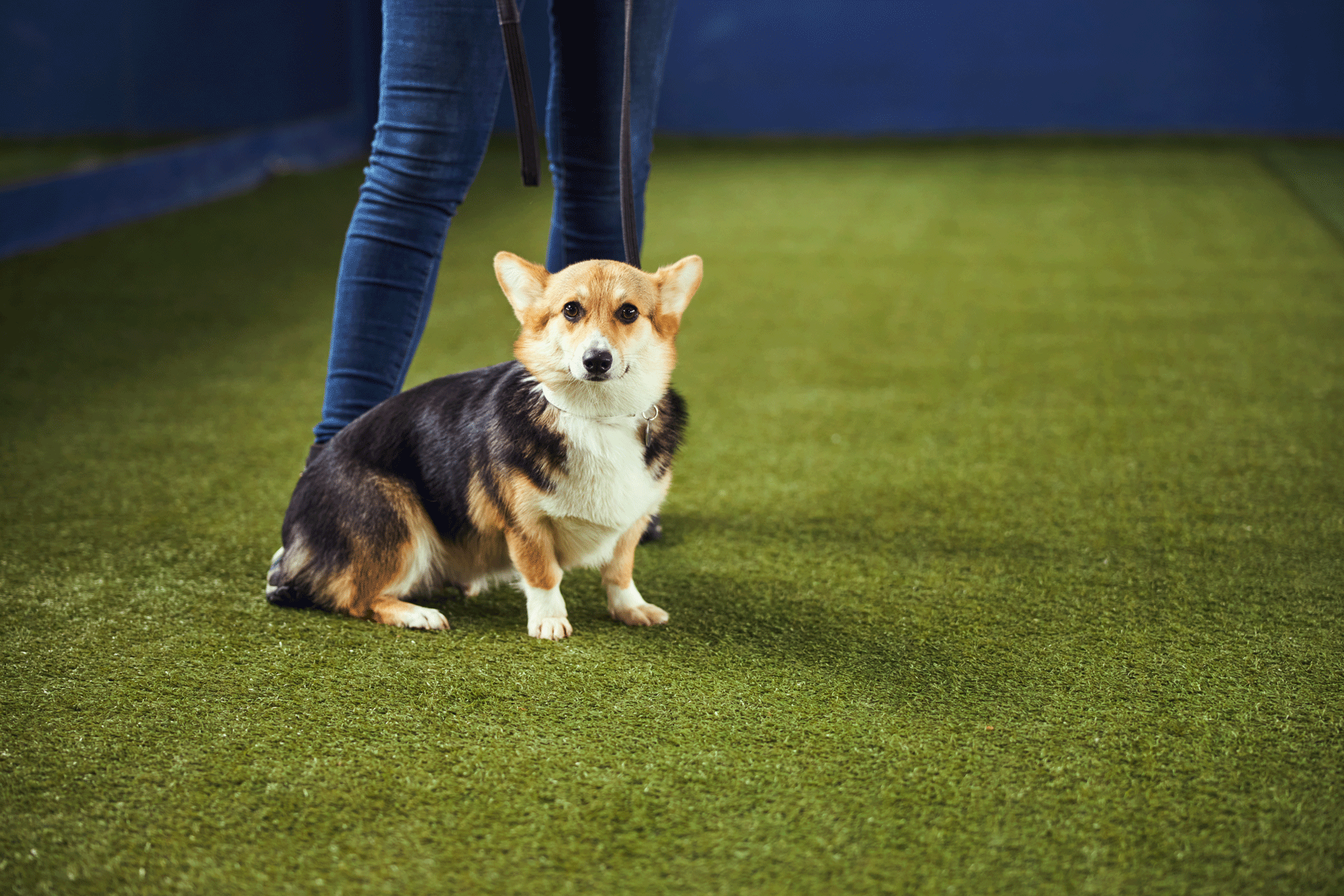 cute-doggy-undergoing-the-obedience-training-with-2024-10-18-10-03-13-utc